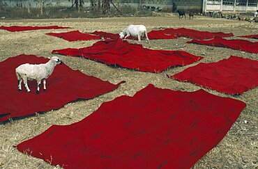 GHANA  Kumasi Sheep with Ashanti funeral cloth laid out to dry after dyeing red  the traditional colour of mourning. Asante   Akan people Color Colour