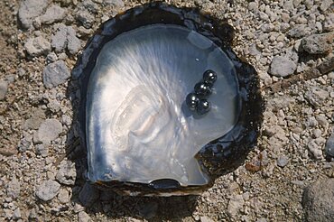 PACIFIC ISLANDS Tuamotu Islands Manihi.  Open half of oyster shell with four black pearls.