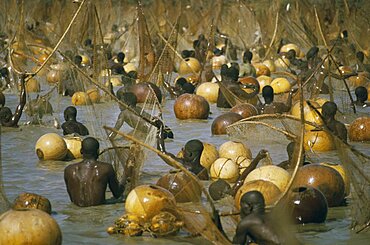 NIGERIA  Argungu Fishing Festival.  Climax of festival when thousands of giwan ruwa fish confined in stretch of the Sokoto River are caught with hand held nets and calabashes.