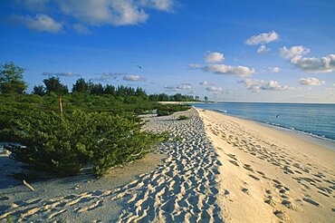 SEYCHELLES  Bird Island Footprints along shoreline of empty sandy beach.