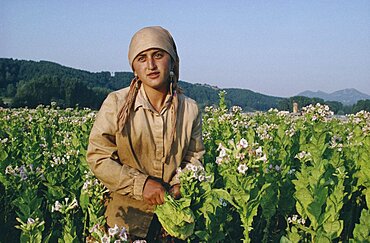 BULGARIA  Farming Female Turkish tabacco worker standing amongst crops.