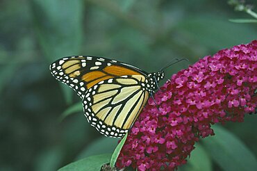 NATURAL HISTORY  Butterflies Monarch Butterfly on a purple flower