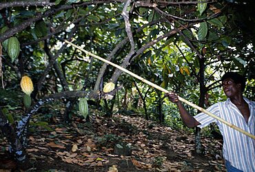 GHANA  Farming Cocoa farmer harvesting pods.