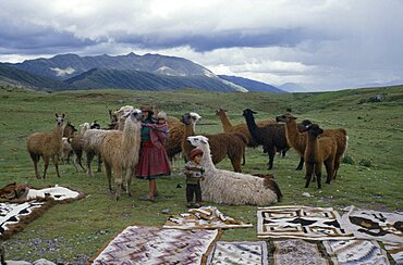 PERU Cusco Woman and children with llamas and Indian textiles spread out on grass in foreground. Cuzco