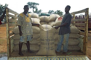 GHANA West Farming Loading sacks of cocoa beans onto truck to be taken to depot.  Lorry