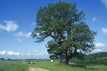 ESTONIA Landscape Sacred oak tree of Estonia considered a national symbol.