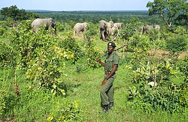 GHANA Mole National Park Armed wildlife guard with Savannah Elephants.