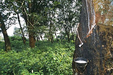 Liberia, Montserrado, Todee Rubber tap on tree in plantation.