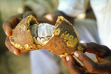 GHANA  Farming Ripe cocoa pod.   Chocolate