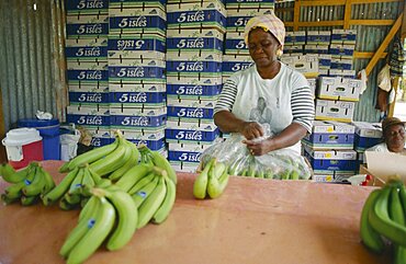 ST LUCIA  Farming Banana pickers packing.