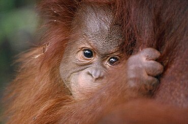 ANIMALS Apes Orang-utan Pongo pygmaeus.  Close view of baby Orang-utan clutching its mother.  Orang-Outang