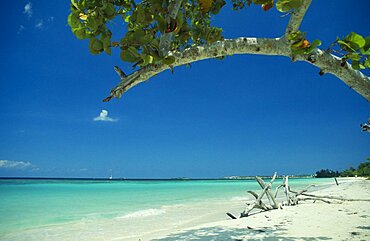 WEST INDIES Jamaica Negril Empty beach with driftwood seen through branches of mangrove tree