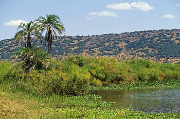 RWANDA Akagera Nat. Park Lake Ihema Landscape with lakeside palms and vegetation and hillside beyond.