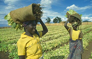 MALAWI  Farming Women working on tobacco farm.