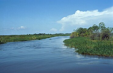 BRAZIL Amazon Para Igarape Jari near Carariaca.  Amazon floodplain at high water.  Brasil