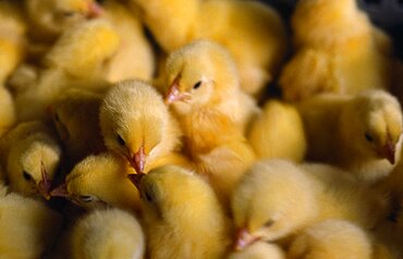 AGRICULTURE Farming Poultry Group of one day old chicks.