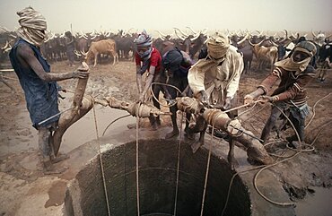 ALGERIA  Water Tuareg men pulling up water for cattle herd at well in semi desert area.  toureg