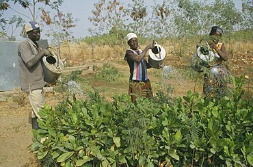 GHANA  Chereponi Reforestation project.  Watering tree saplings by hand.