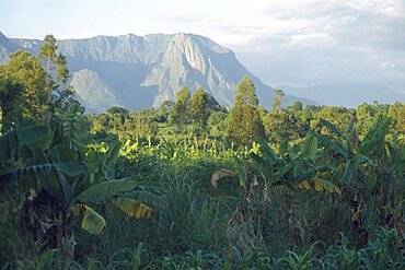 MALAWI  Mulanje Mount Mulanje behind lush crops in an area of tea growing and subsistence farming.  which also has limited tourist industry based around trekking.