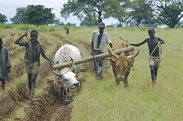 GAMBIA  Farming Ploughing with oxen after a drought.