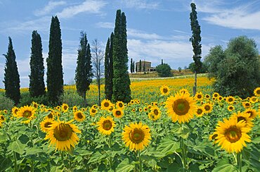 ITALY  Tuscany Field of sunflowers and cypress trees with distant building near Buonconvento