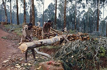 RWANDA Environment Deforestation Felling trees.