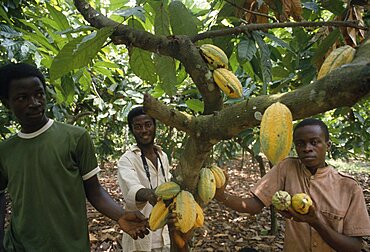 GHANA  Enchi Cocoa plantation workers. West Africa