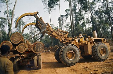 IVORY COAST Industry Logging Timber induLoading felled timber in cleared area of forest. C?te d Ivoire  deforestation