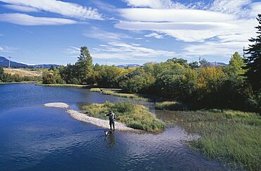 CANADA  Alberta Man trout fishing in river near Crowsnest Pass with dog standing in water at his feet.