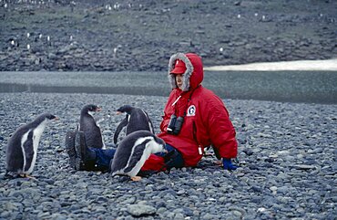 ANTARCTICA Greenwich Island Yankee Harbour Tourist sat on ground with young Gentoo Penguins