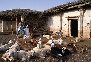 ERITREA  Seraye Province Sheep farmer and family outside remote village home with small flock in foreground.