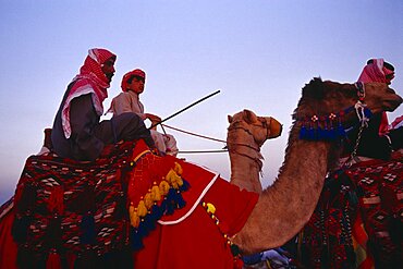 KUWAIT  Western Kuwait Bedouin cultural show at camel racing event in the desert.  Cropped shot of man and young boy riding camels with brightly coloured saddle cloth and harness.  Colored