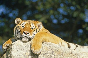 WILDLIFE Big Game  Cats Siberian Tiger  panthera tigris altaica  lying on rock almost asleep