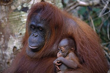 ANIMALS Apes Orangutan Female and young orangutans in Borneo