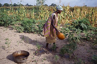 GAMBIA  Agriculture Woman watering plants and saplings in tree nursery. African Female Women Girl Lady Gambian Western Africa Farming Agraian Agricultural Growing Husbandry  Land Producing Raising Female Woman Girl Lady One individual Solo Lone Solitary