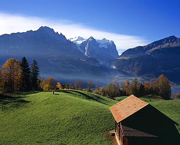 SWITZERLAND Bernese Oberland Bern  Hasliberg farmland north of Meringen. Farm building and cattle grazing on lush green grass with snow capped Wetterhorn Mountain 3704metres   12130ft   in the background. European Schweiz Suisse Svizzera Swiss Western Europe Guangzhou Canton Scenic Cow  Bovine Bos Taurus Livestock Farming Agraian Agricultural Growing Husbandry  Land Producing Raising