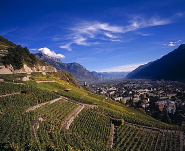 SWITZERLAND Valais Martigny Elevated view east along Rhone Valley above Vinyards and Town of Martigny. European Schweiz Suisse Svizzera Swiss Western Europe Wallis Polynesia Scenic Valais Many Islands Pacific Islands Polynesian Farming Agraian Agricultural Growing Husbandry  Land Producing Raising