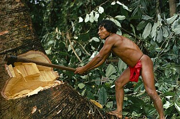 COLOMBIA Choco Embera Indigenous People Hueso  Embera family head using axe to fell large tree to make family dug-out canoe. Pacific coastal region tribe