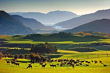 NEW ZEALAND SOUTH ISLAND OTAGO ARROWTOWN  VIEW OF A HERD OF DEER ON FIELDS AT CROWN TERRACE NEAR ARROWTOWN WITH LAKE WAKATIPU AND MOUNT NICHOLAS  CENTRE  IN THE DISTANCE. Antipodean Oceania Center Scenic