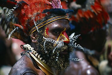 PAPUA NEW GUINEA  Chimbu Head and shoulders portrait of man wearing traditional head-dress of red feathers with shell necklaces and nose piercing of white painted leaves.  Red and yellow face paint extending down nose and at side of eyes and beard tipped with yellow.