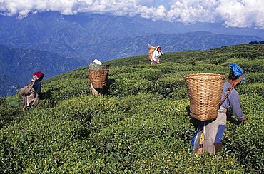 Female tea pickers at work on hillside plantation putting leaves into baskets carried on their backs, Darjeeling, West Bengal, India