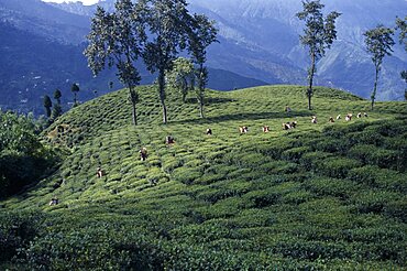 Distant view of line of tea pickers working across slpoe of tea plantation with line of trees and mountain landscape behind, Darjeeling, West Bengal, India