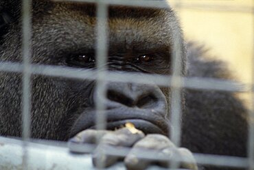 Western lowland gorilla in captivity in Chessington zoo looking through bars of cage,