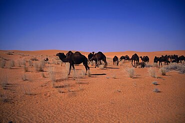 Herd of camels grazing in sandy desert sparse scrubby vegetation, Beraydah, Saudi Arabia