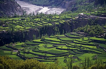 Wheat terraces either side of deep gully, Hunza Valley, Pakistan