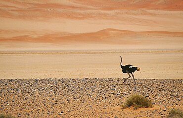 WILDLIFE Birds Ostrich Single Ostrich running across semi desert with sand dunes behind in Namibia