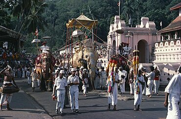 Kandy Esala Perahera, Procession to honour sacred tooth ehshrined in the Dalada Maligawa Temple of the Tooth, Drummers and decorated elephants, Kandy, Sri Lanka