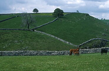 Dovedale, Pastureland divided by dry stone walls with cattle and calf in foreground, Peak District, Derbyshire, England, United Kingdom