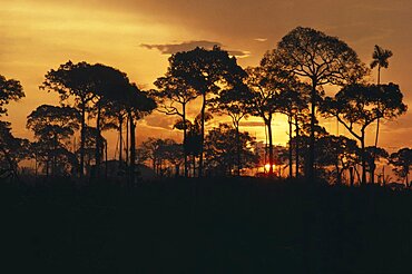 Brazil nut trees silhouetted against sunset orange sky, Acre, Amazon, Brazil