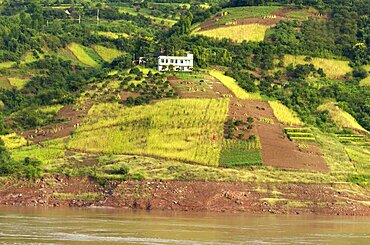 Rich farmland on the banks of the Yangtze River near the Qutang Gorge, Yangtze, Chongqing, China